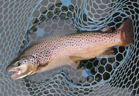 2/28　ウグイスの初鳴きを観測 ～岡崎トラウトポンド～　Lesson 14